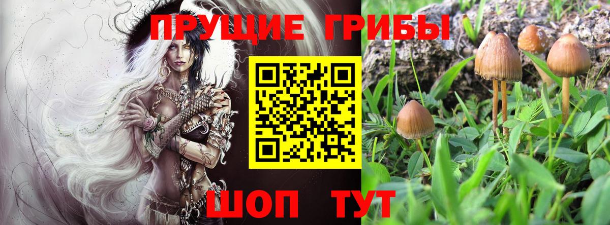 Галлюциногенные грибы GOLDEN TEACHER  Вход с VPN  Петропавловск-Камчатский  Галлюциногенные грибы Psilocybine cubensis 
